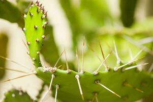 een dichtbij omhoog van een cactus fabriek met stekels foto