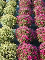 een groot groep van rood bloemen in een tuin foto