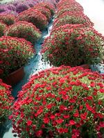 een groot groep van rood bloemen in een tuin foto