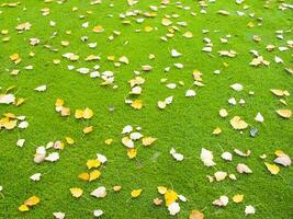 een groen gras veld- met veel bladeren Aan het foto