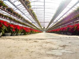 de intensief teelt van de kerstster foto