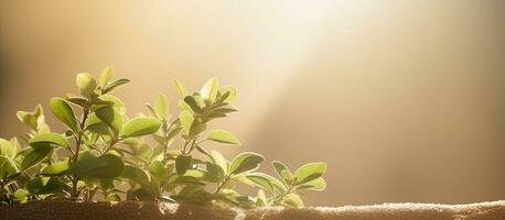 zonlicht verhelderend klein planten. atriplex halimus creëren een lief natuur backdrop met kamer foto