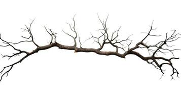 dood boom takken met gebarsten schors geïsoleerd Aan wit achtergrond foto
