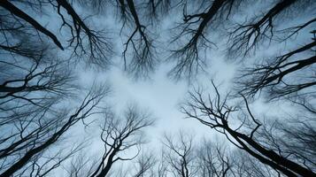 winter Woud boom takken patroon tegen de lucht in een bodem visie foto