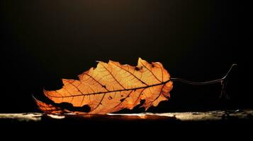 verrot blad van herfst met achtergrondverlichting foto