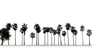 wit achtergrond is bekleed met suiker palm bomen foto