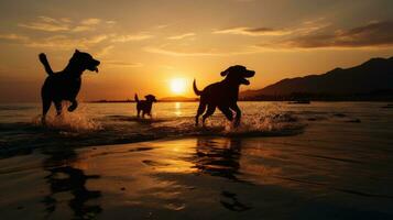 honden stoeien door de kust hoektanden schaduwen instelling zon foto