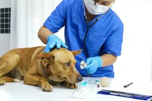hond Aan examen tafel van dierenarts kliniek. veterinair zorg. dierenarts dokter en hond. foto