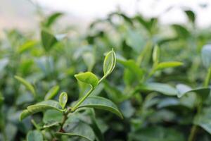 groen thee bladeren in een thee plantage detailopname, top van groen thee blad in de ochtend- foto