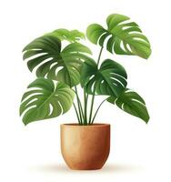 groene monstera plant in pot foto