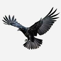 vliegend zwart kraai geïsoleerd foto