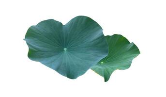 jong Waterlelie of lotus blad geïsoleerd Aan wit achtergrond met knipsel paden. foto