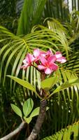 portret van rood frangipani bloem of roze plumeria bloem met natuur achtergrond. foto