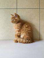 portret van een rood katje foto