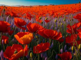 een veld- van rood klaprozen met een blauw lucht in de achtergrond foto