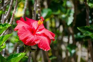 mooi rood hibiscus bloem is een geslacht van bloeiend planten in de kaasjeskruid familie, malvaceae in dichtbij omhoog. foto