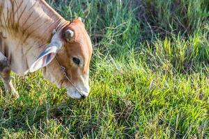 koe in de rijst- boerderij aan het eten foto