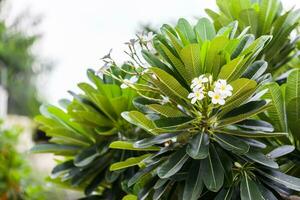 plumeria frangipani bloemen Aan boom foto