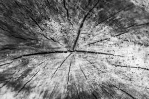 zwart en wit donker hout textuur. abstract foto