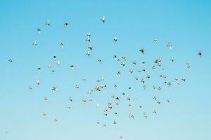 een kudde van vogelstand vliegend in de blauw lucht foto