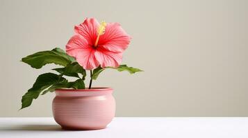 foto van hibiscus bloem in pot geïsoleerd Aan wit achtergrond. generatief ai