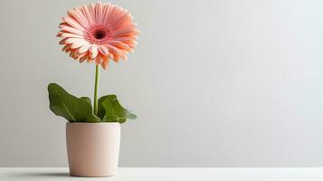 foto van gerbera bloem in pot geïsoleerd Aan wit achtergrond. generatief ai