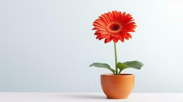 foto van gerbera bloem in pot geïsoleerd Aan wit achtergrond. generatief ai