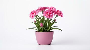 foto van dianthus bloem in pot geïsoleerd Aan wit achtergrond. generatief ai