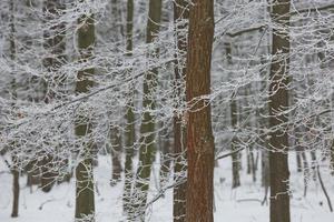 besneeuwde winter bos achtergrond