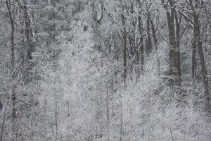 besneeuwde winter bos achtergrond
