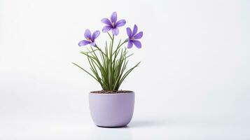 foto van blauw ogen gras bloem in pot geïsoleerd Aan wit achtergrond. generatief ai