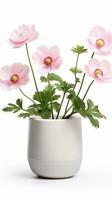 foto van anemoon bloem in pot geïsoleerd Aan wit achtergrond. generatief ai