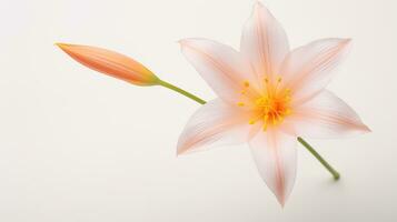 foto van mooi zephyranthes bloem geïsoleerd Aan wit achtergrond. generatief ai