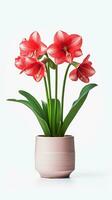 foto van amaryllis bloem in pot geïsoleerd Aan wit achtergrond. generatief ai