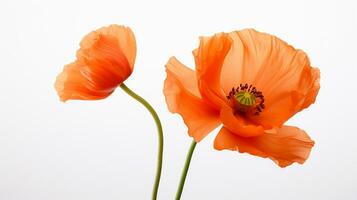 foto van mooi papaver bloem geïsoleerd Aan wit achtergrond. generatief ai