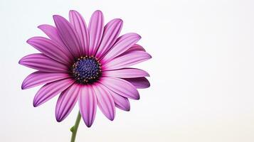 foto van mooi osteospermum bloem geïsoleerd Aan wit achtergrond. generatief ai