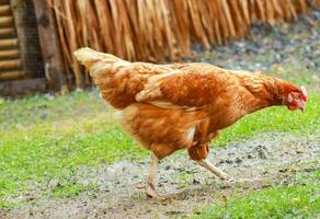 bruin houdende kip op zoek voor voedsel Aan de boerderij foto