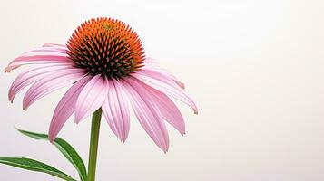 foto van mooi echinacea bloem geïsoleerd Aan wit achtergrond. generatief ai