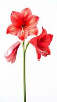 foto van mooi amaryllis bloem geïsoleerd Aan wit achtergrond. generatief ai