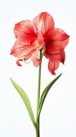 foto van mooi amaryllis bloem geïsoleerd Aan wit achtergrond. generatief ai