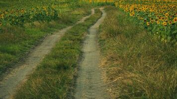 een het rijden bijhouden in een zonnebloem veld- foto