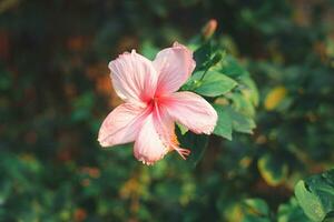 roze hibiscus bloem bloei dichtbij omhoog met zonlicht en de wazig groen blad achtergrond in de tropisch tuin. foto