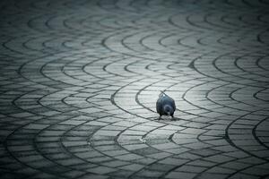 kleurrijk stad duif op zoek voor iets naar eten Aan de voetpad met kopiëren ruimte. foto
