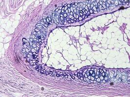 histologie menselijk zakdoek met microscoop van laboratorium foto