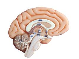 menselijk hersenen anatomie model, gestanst, transparant achtergrond foto