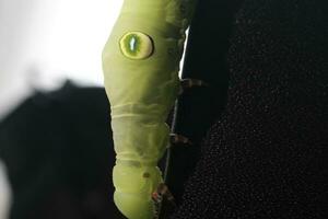 groene rups op een blad foto