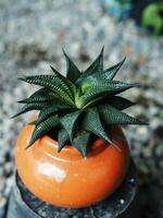 cactus in pot klein toenemen langzaam levendigheid in keramisch pot huis tuin foto