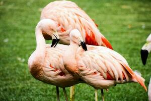 flamingo's in gras foto