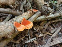 Aziatisch champignons dat zijn beginnend naar droog uit, geven hen een oranje kleur. groente oester paddestoel foto