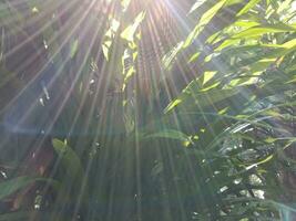 de ochtend- zon tussen de weelderig planten, natuurlijk nuances zijn gezond en verfrissend foto